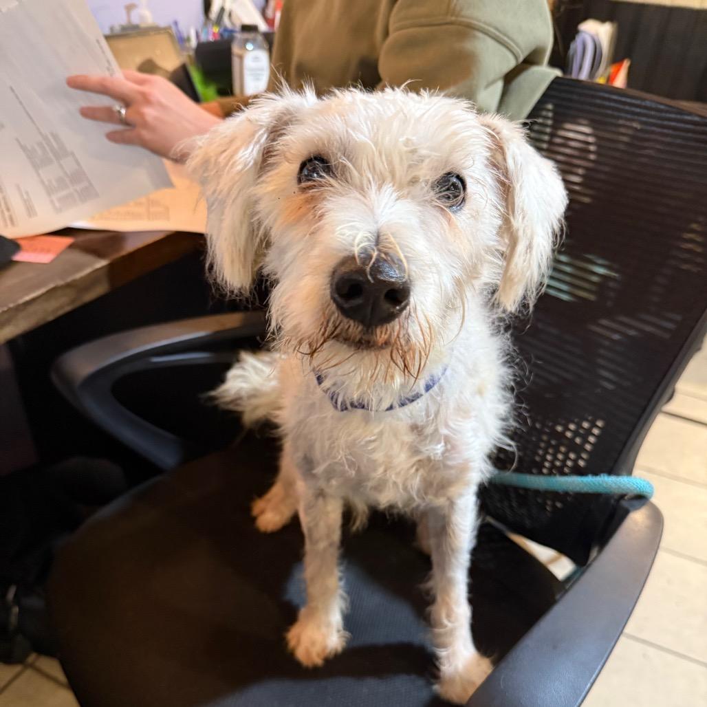 Snowball thumbnail 6