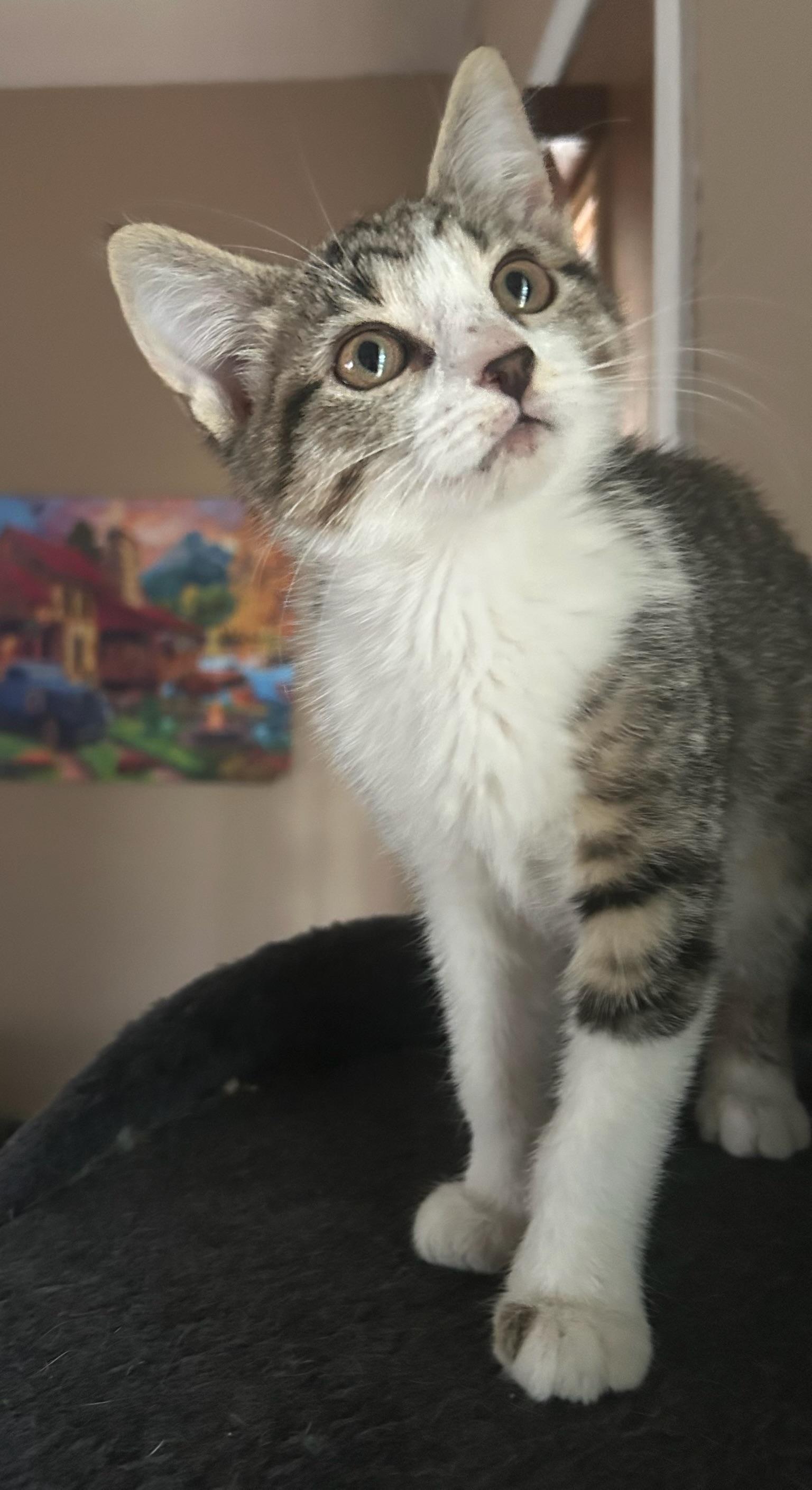 Loretta, a Adoptable Domestic Medium Hair in Quakertown , PA image 2/6