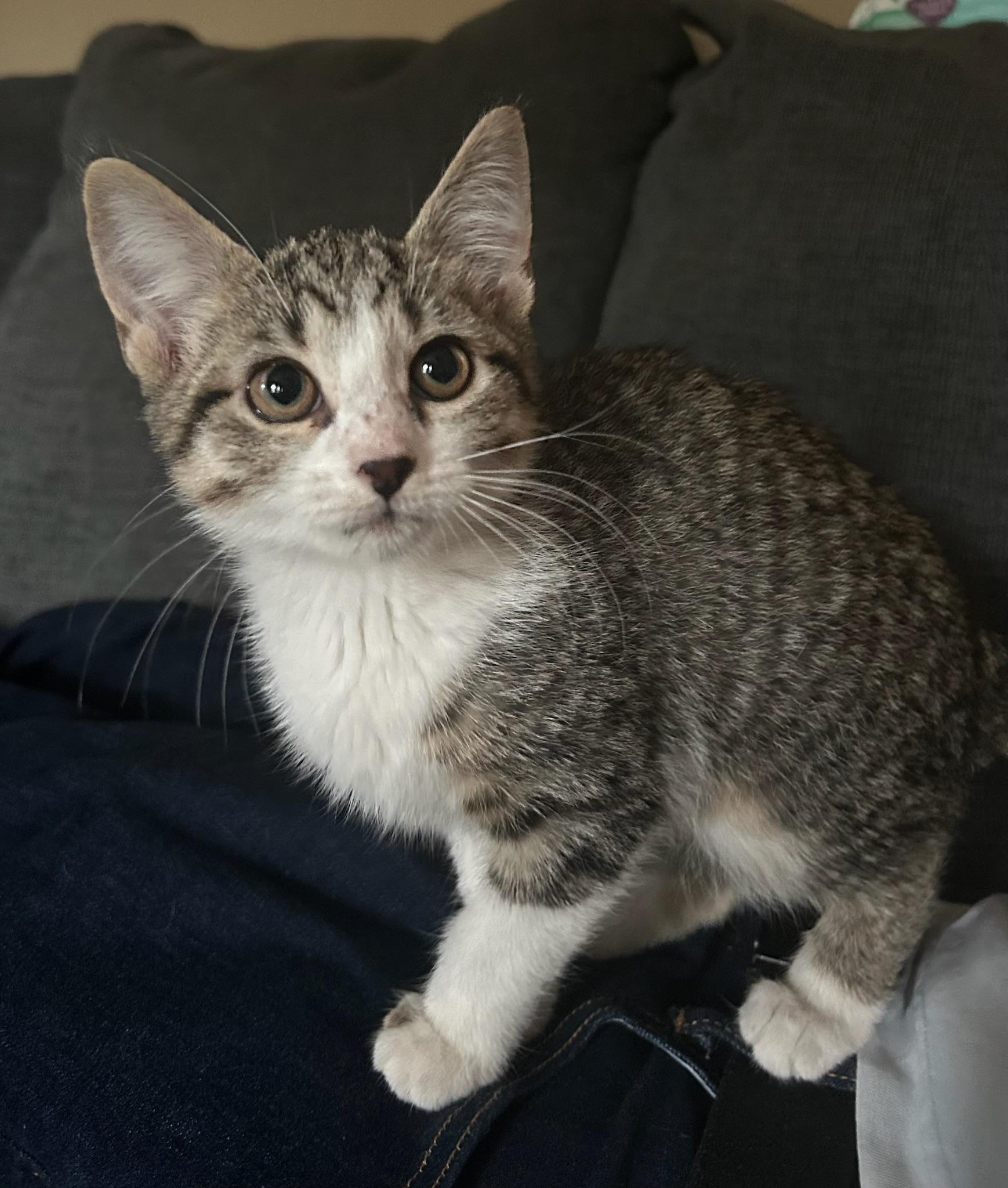Loretta, a Adoptable Domestic Medium Hair in Quakertown , PA image 5/6