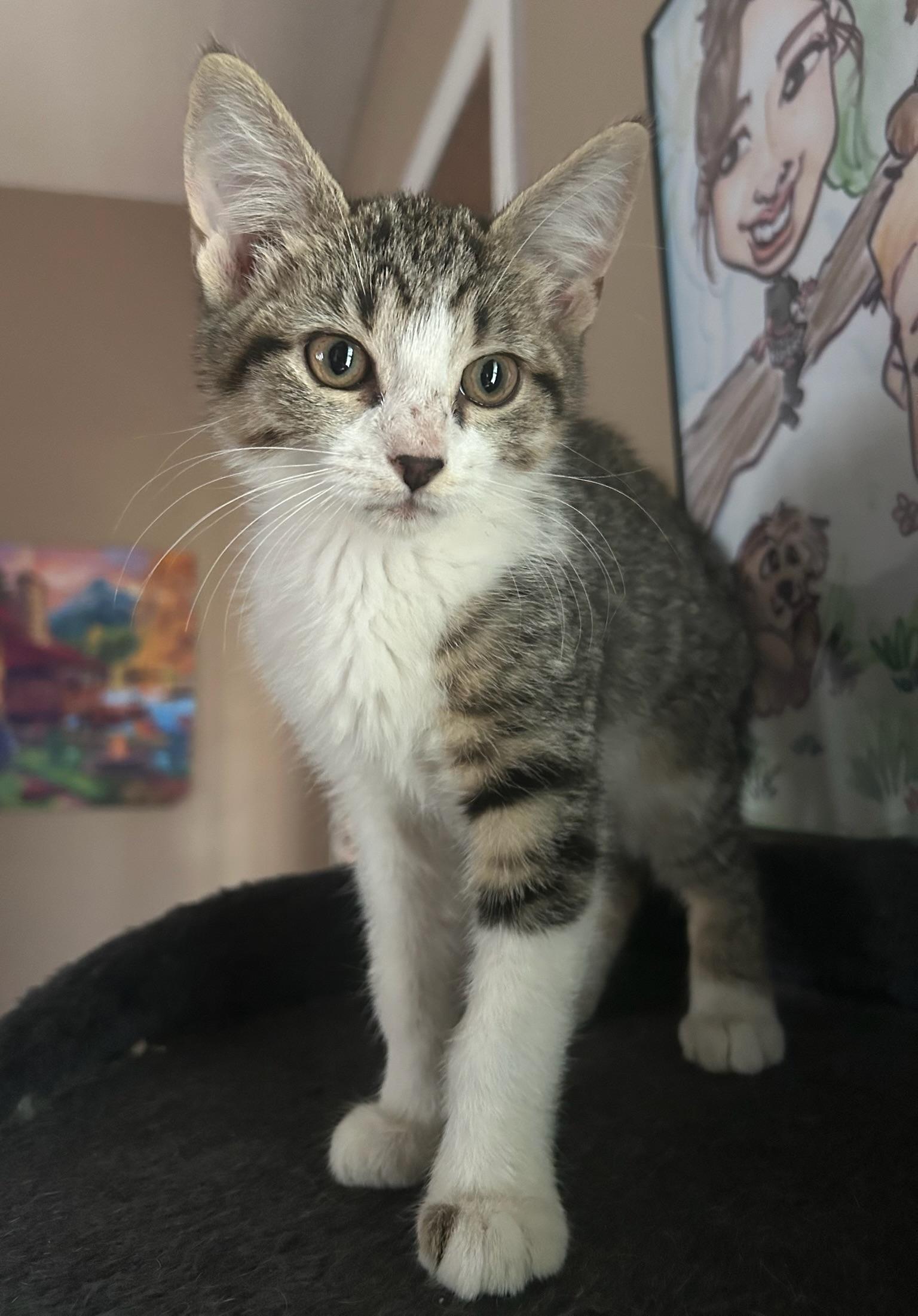 Loretta, a Adoptable Domestic Medium Hair in Quakertown , PA image 6/6