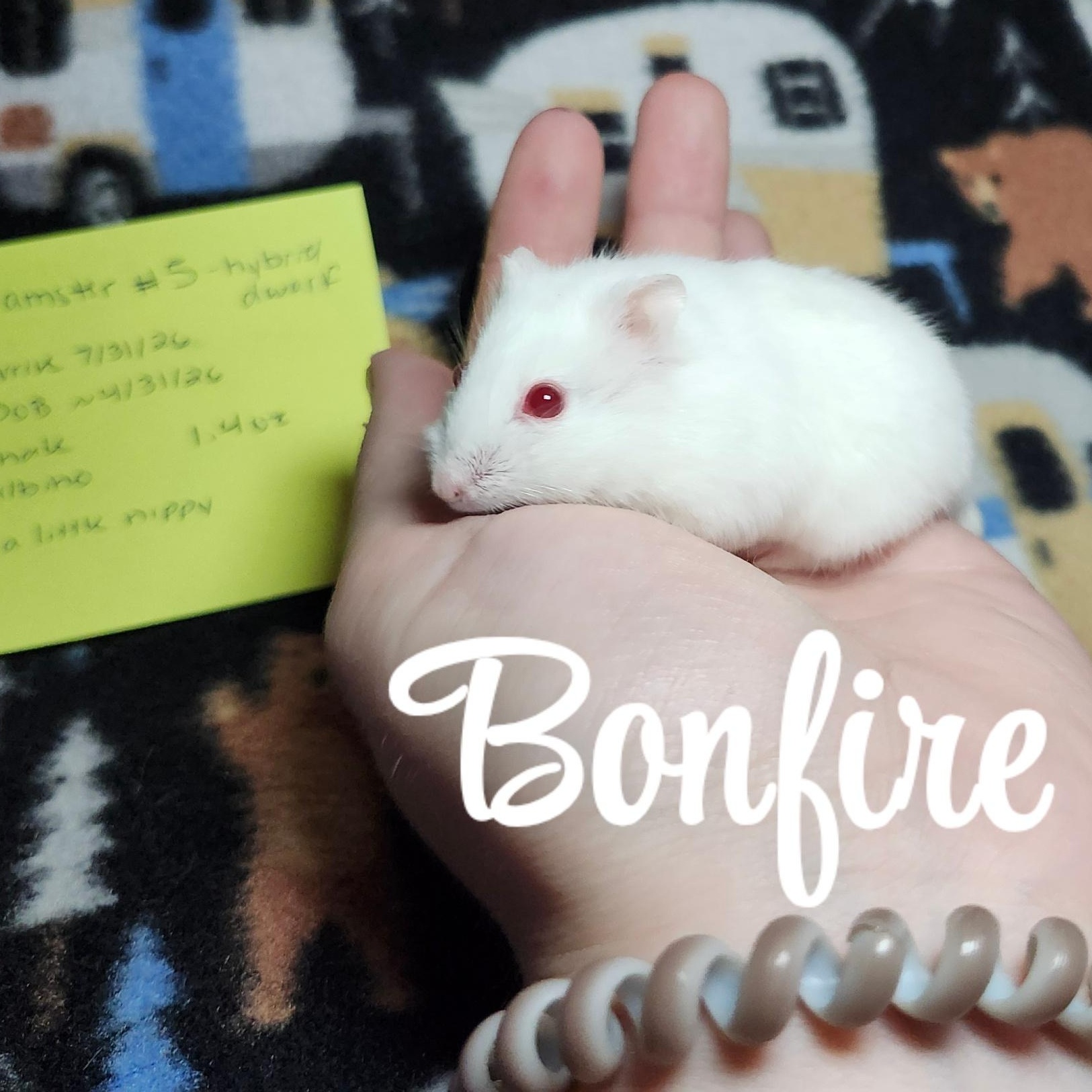 Enlarge Bonfire, an adopted Hamster in West Chester, OH image 1/2