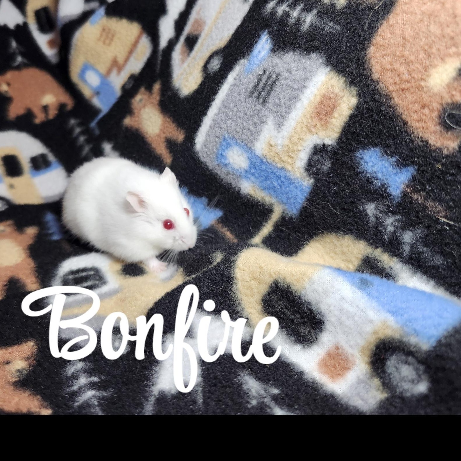 Enlarge Bonfire, an adopted Hamster in West Chester, OH image 2/2