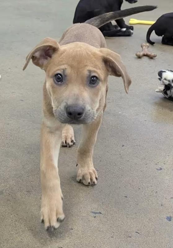 Enlarge Possum, a ADOPTABLE mixed breed in Morganton, NC image 3/4