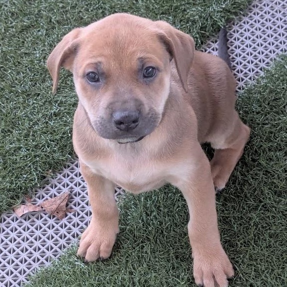 Possum, ADOPTABLE, Puppy Female Boxer & Labrador Retriever.