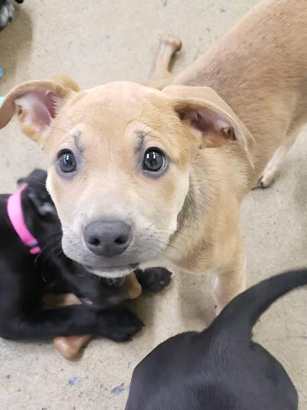 Enlarge Possum, a ADOPTABLE mixed breed in Morganton, NC image 2/4