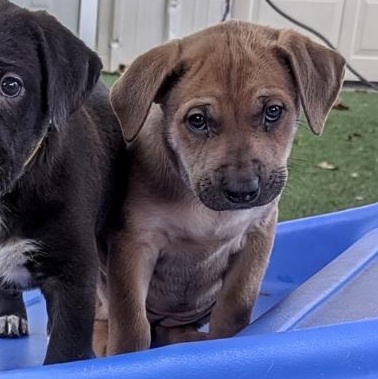 Enlarge Possum, a ADOPTABLE mixed breed in Morganton, NC image 2/2