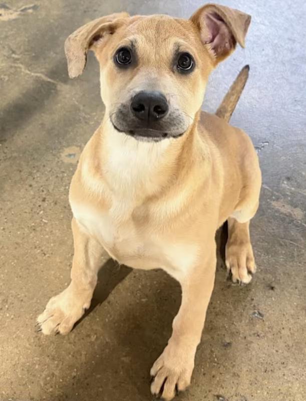 Possum, ADOPTABLE, Puppy Female Boxer & Labrador Retriever.