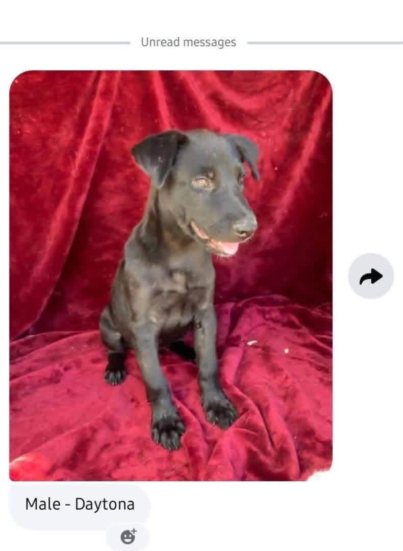 Enlarge Daytona, a Adoptable Labrador Retriever in New London, WI image 2/2