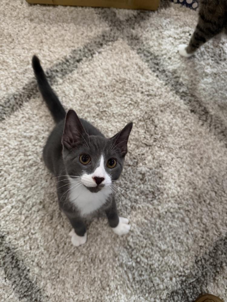 Teddy, Adoptable, Kitten Male Domestic Short Hair.