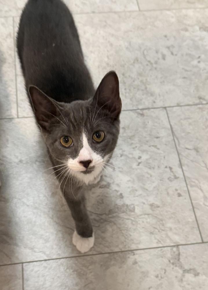 Enlarge Teddy, a Adoptable Domestic Short Hair in Henrico, VA image 2/4