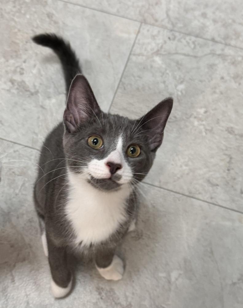 Enlarge Teddy, a Adoptable Domestic Short Hair in Henrico, VA image 3/4