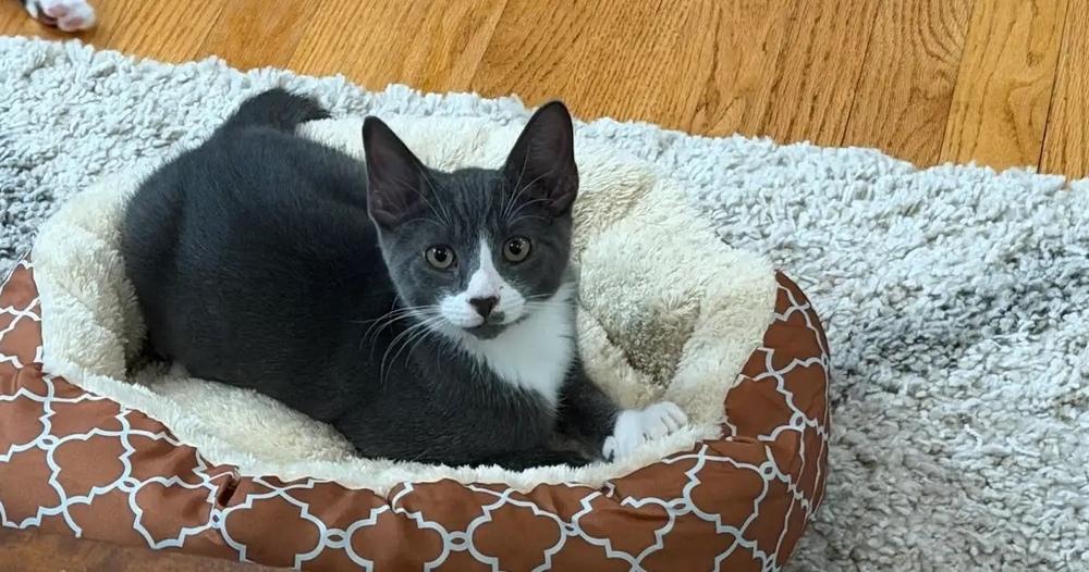 Enlarge Teddy, a Adoptable Domestic Short Hair in Henrico, VA image 4/4