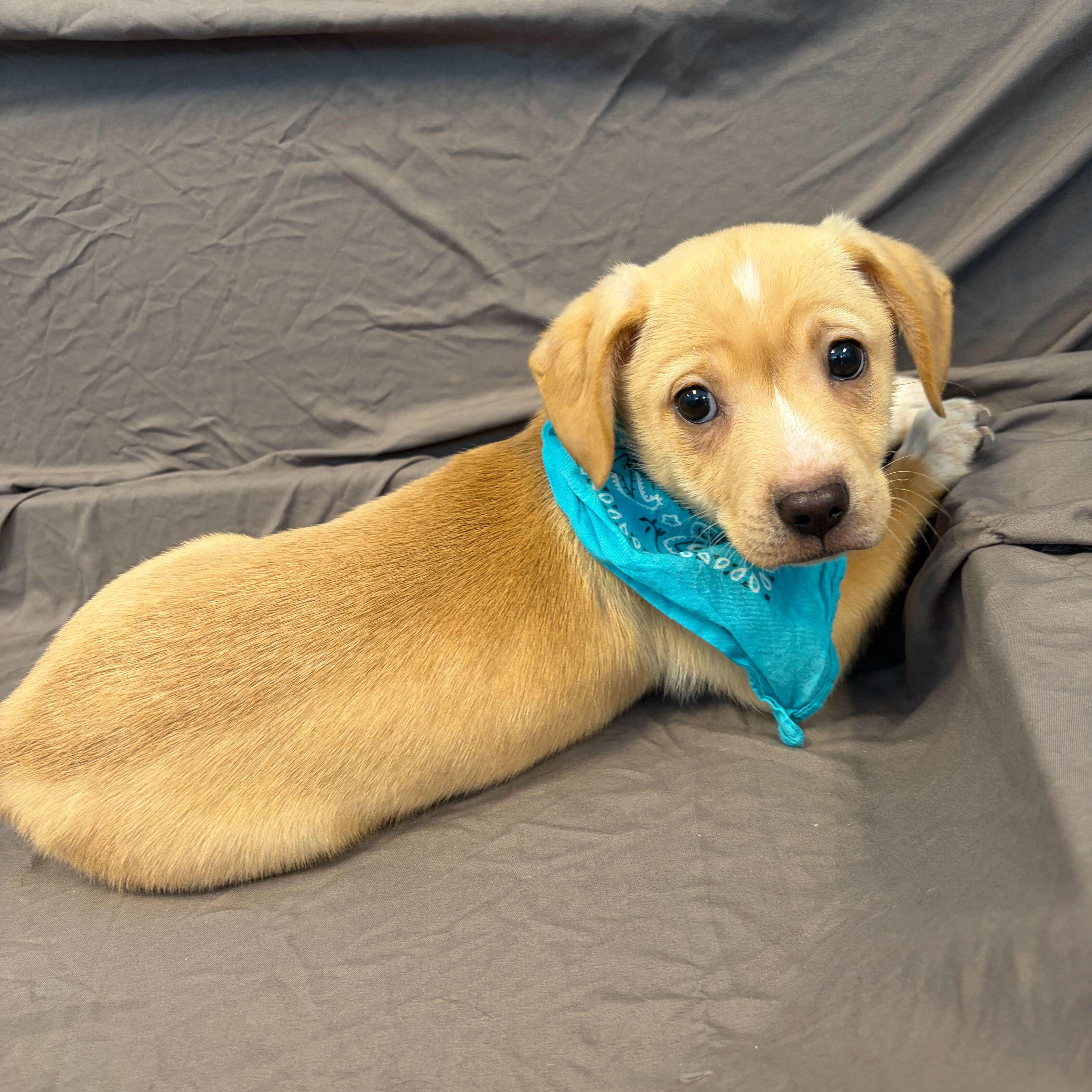 Enlarge Bonnibel, an adopted Mixed Breed in Canal Winchester, OH image 2/2