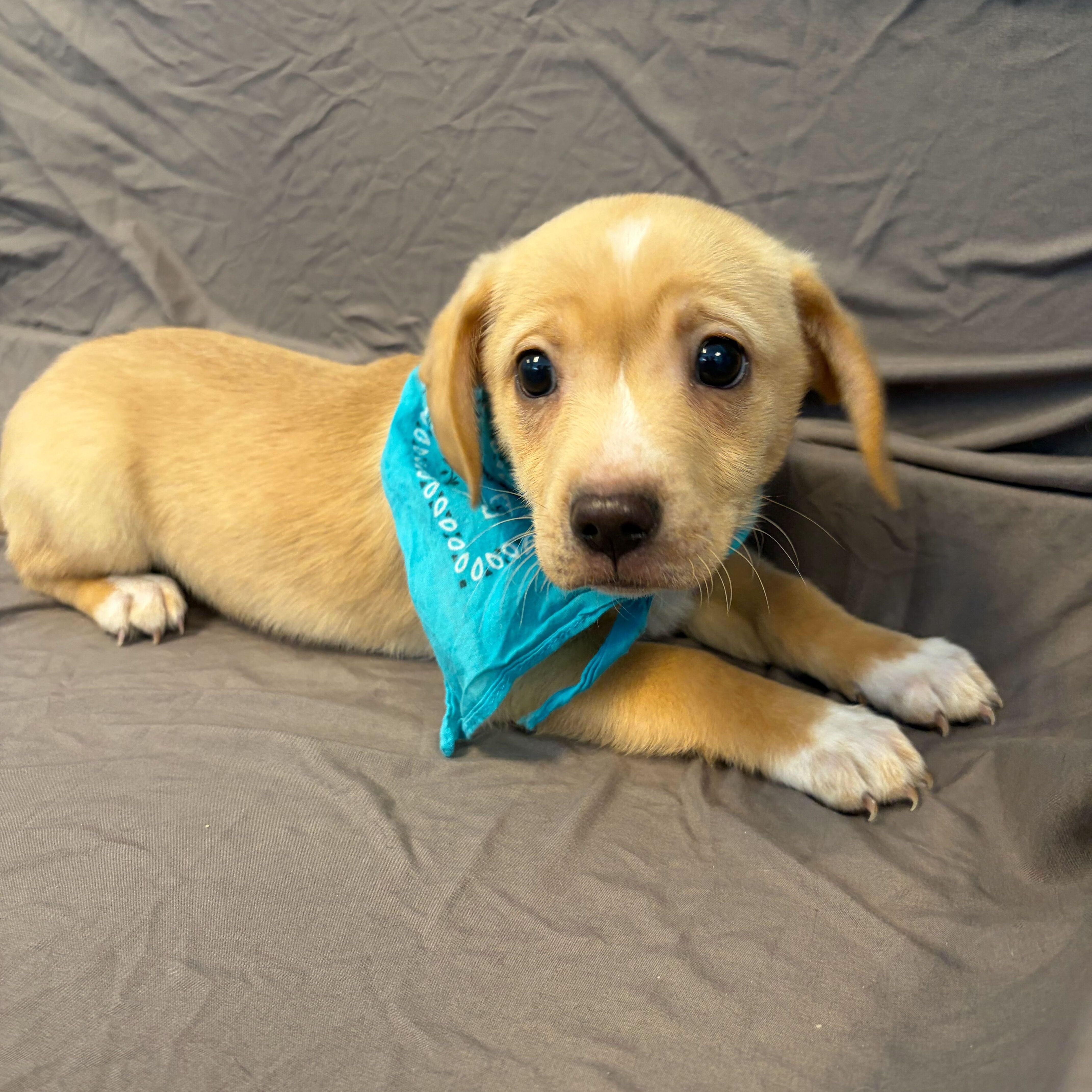 Bonnibel, adopted, Puppy Female Mixed Breed.