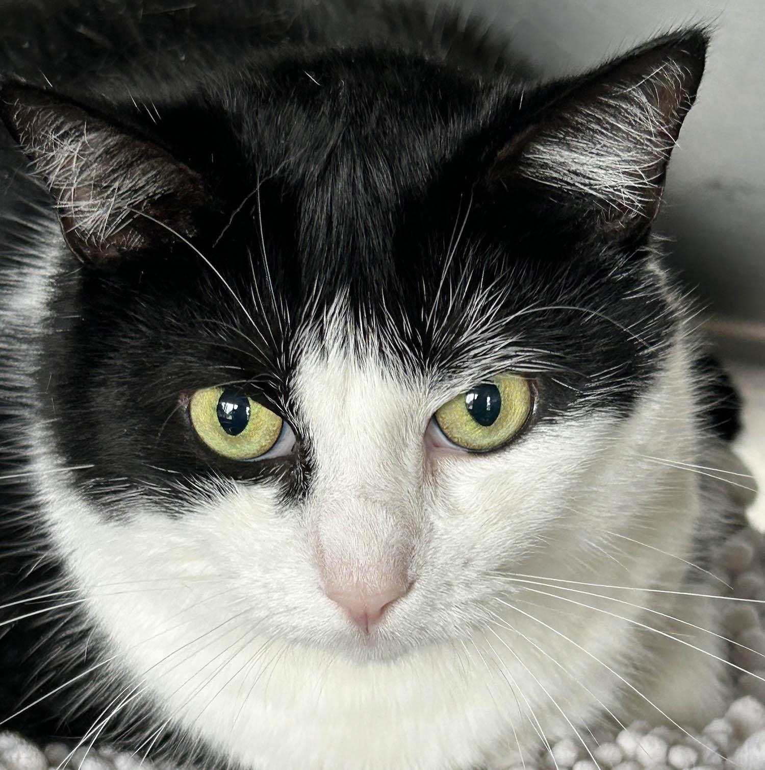 Lynette, Adult Female unknown