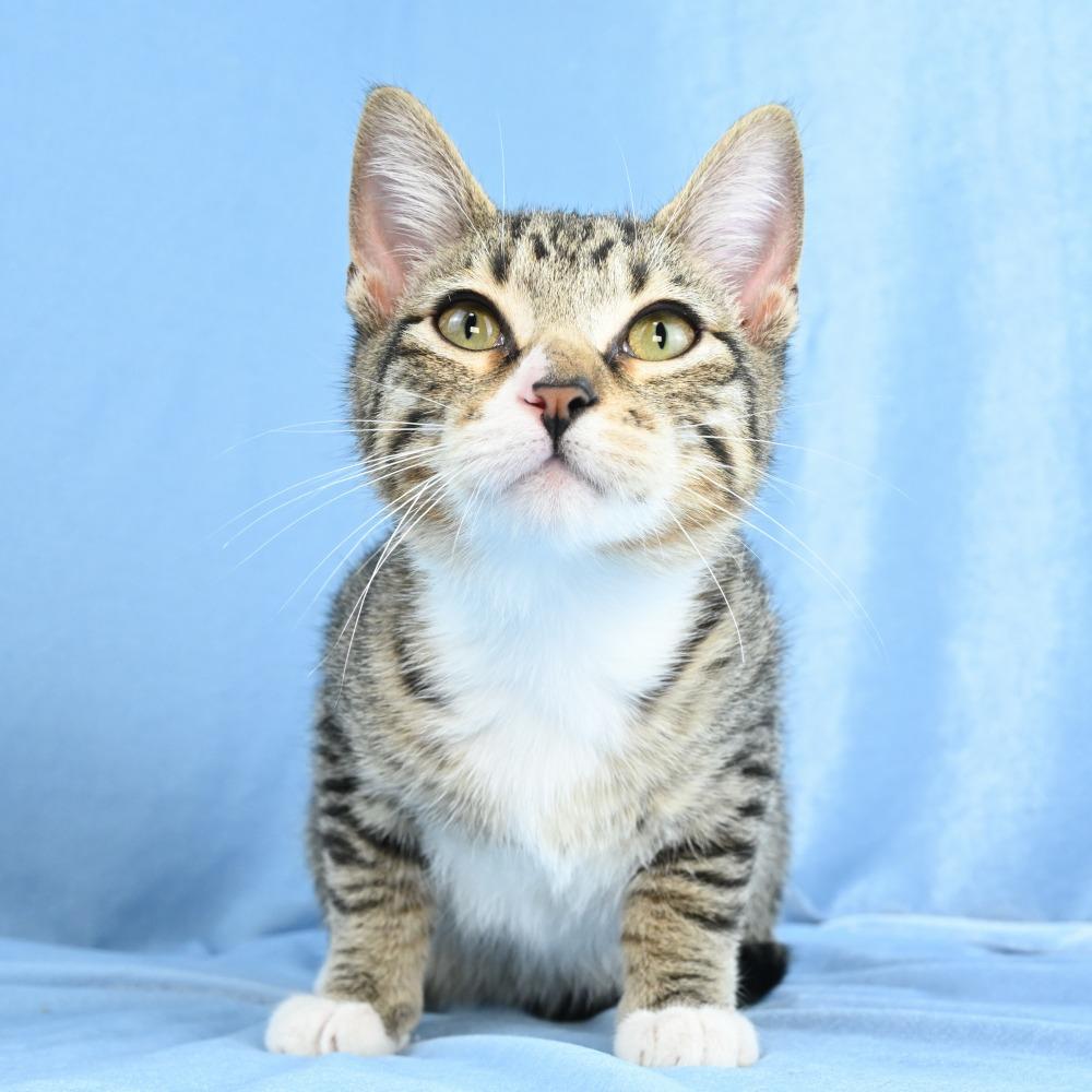 Sammy, Adoptable, Kitten Male Domestic Short Hair.