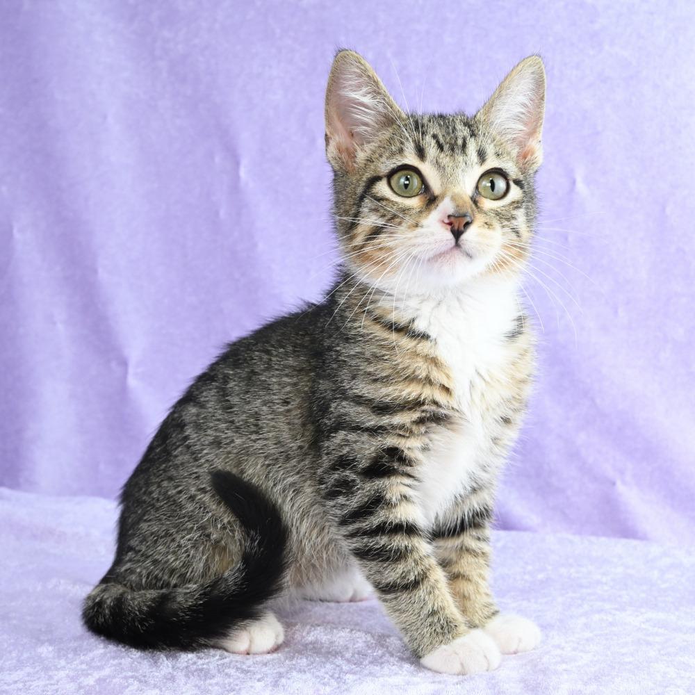 Enlarge Sammy, a Adoptable Domestic Short Hair in Mobile, AL image 1/6