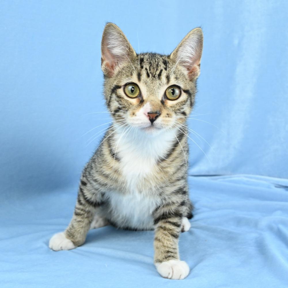 Enlarge Sammy, a Adoptable Domestic Short Hair in Mobile, AL image 2/6