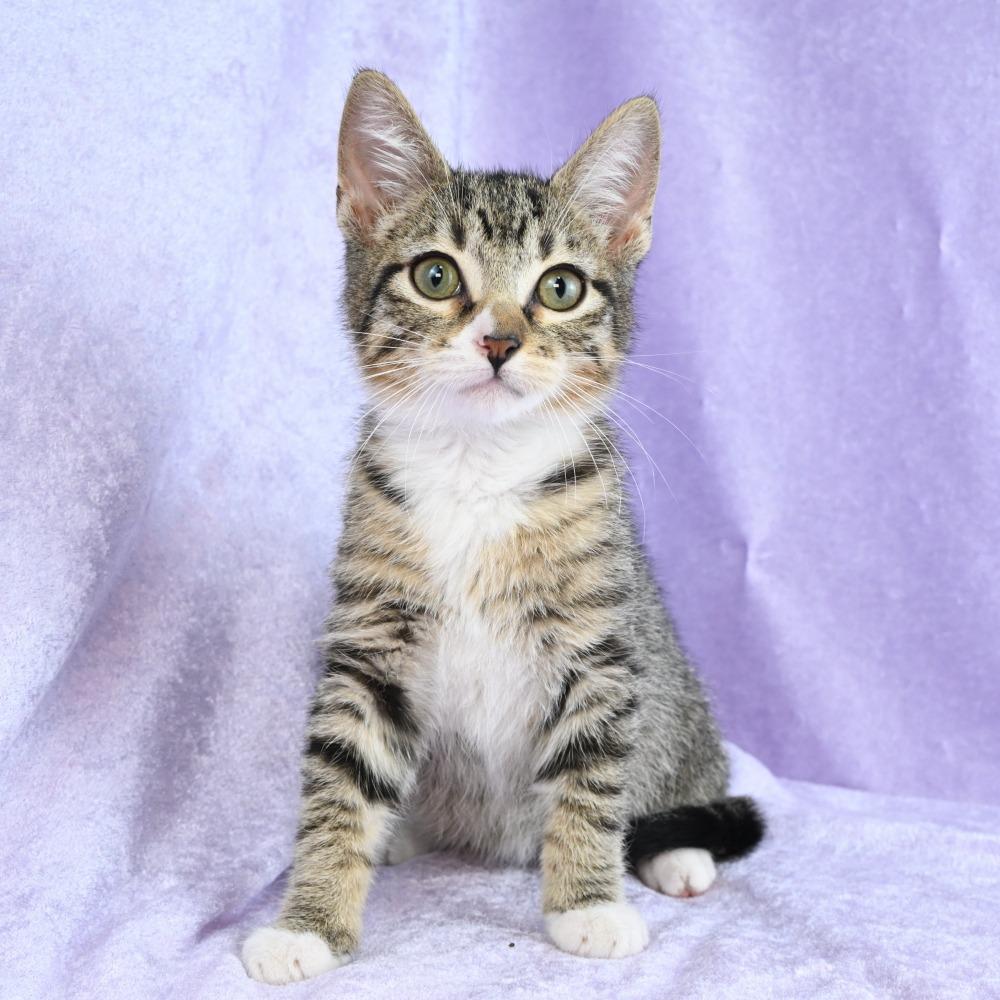 Enlarge Sammy, a Adoptable Domestic Short Hair in Mobile, AL image 2/6