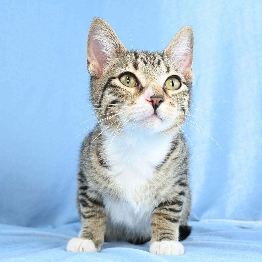 Enlarge Sammy, a Adoptable Domestic Short Hair in Mobile, AL image 3/6