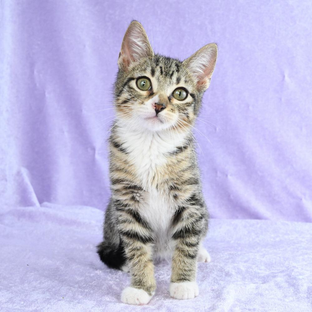 Enlarge Sammy, a Adoptable Domestic Short Hair in Mobile, AL image 3/6