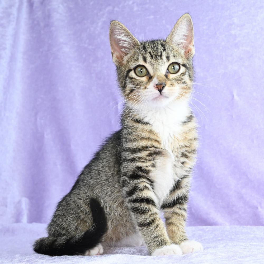 Enlarge Sammy, a Adoptable Domestic Short Hair in Mobile, AL image 4/6