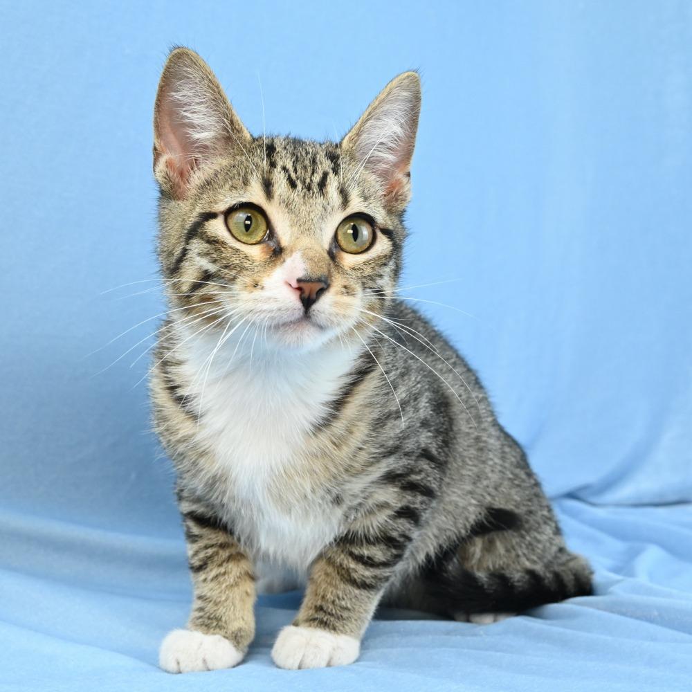 Enlarge Sammy, a Adoptable Domestic Short Hair in Mobile, AL image 4/6