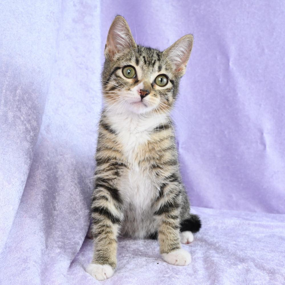 Enlarge Sammy, a Adoptable Domestic Short Hair in Mobile, AL image 5/6