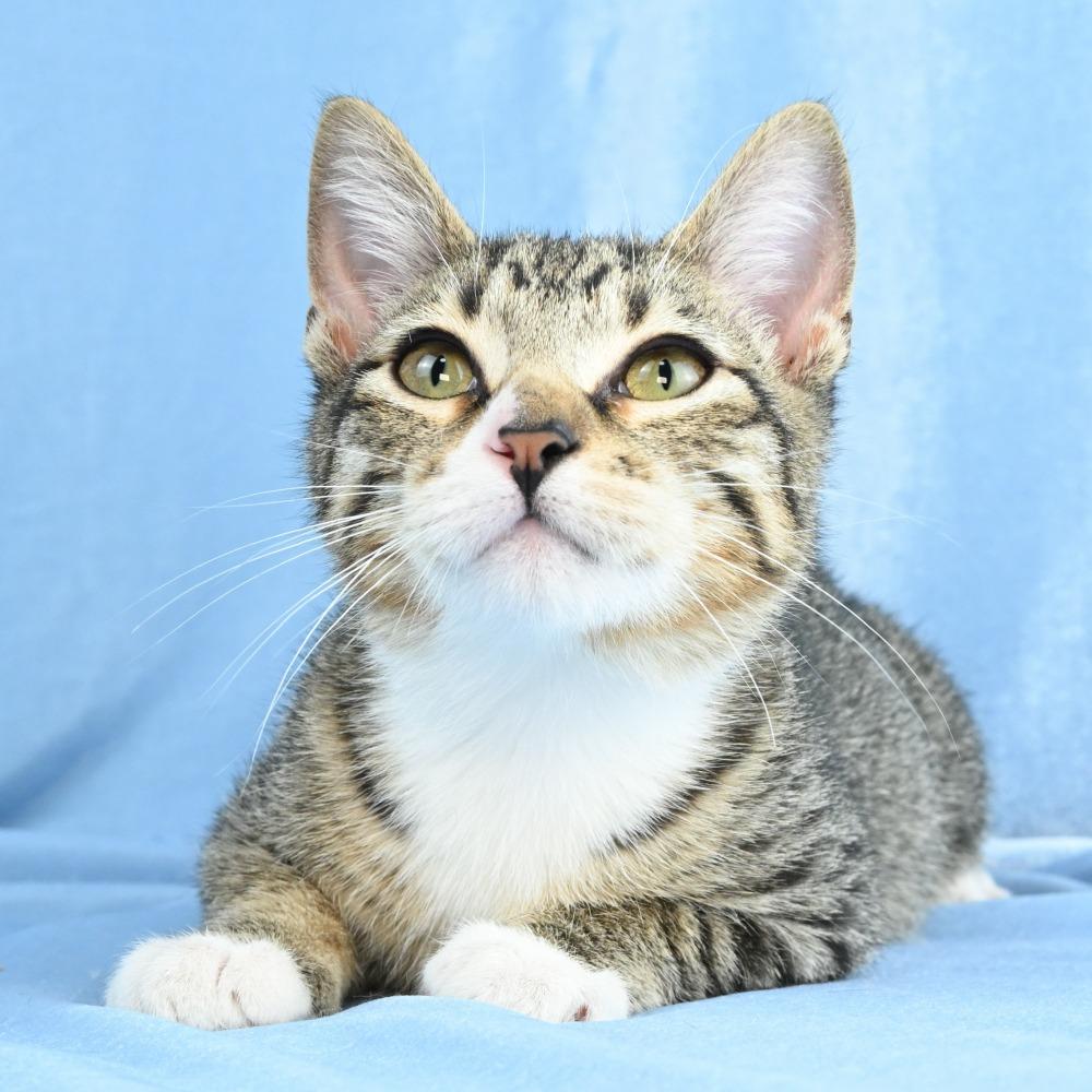 Enlarge Sammy, a Adoptable Domestic Short Hair in Mobile, AL image 5/6