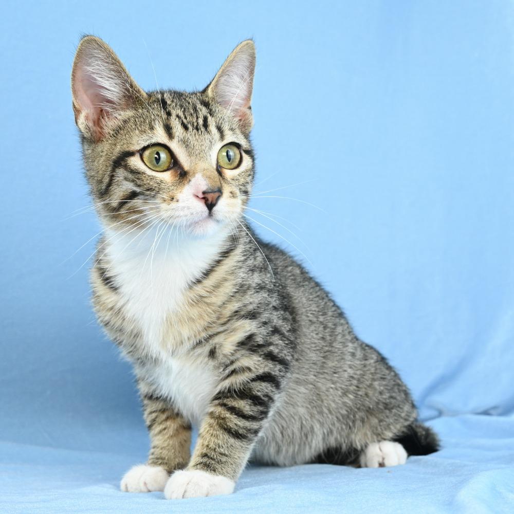 Enlarge Sammy, a Adoptable Domestic Short Hair in Mobile, AL image 6/6