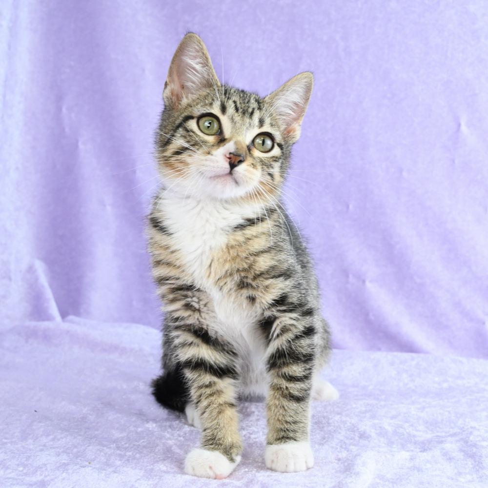 Enlarge Sammy, a Adoptable Domestic Short Hair in Mobile, AL image 6/6