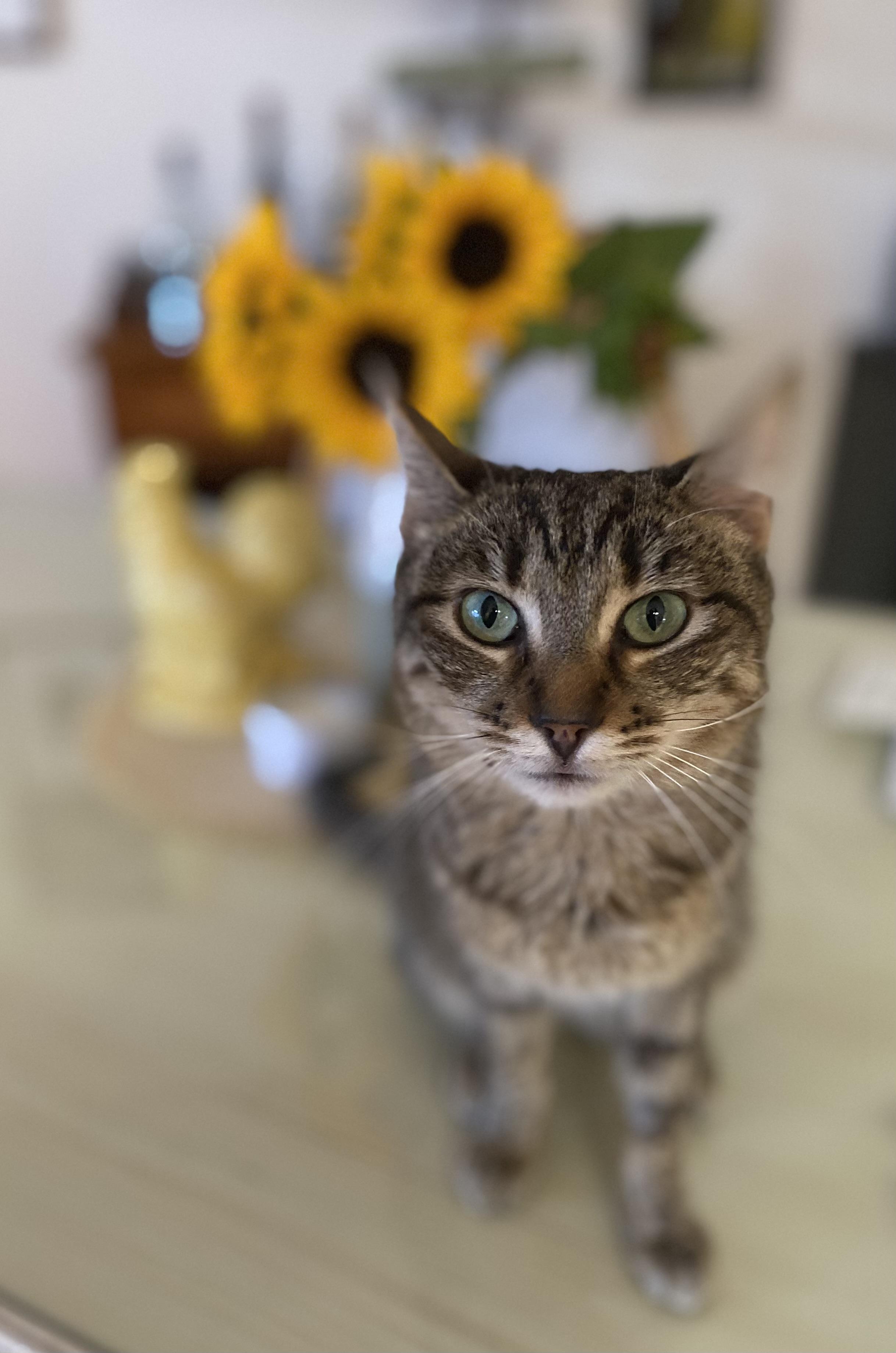 Mia