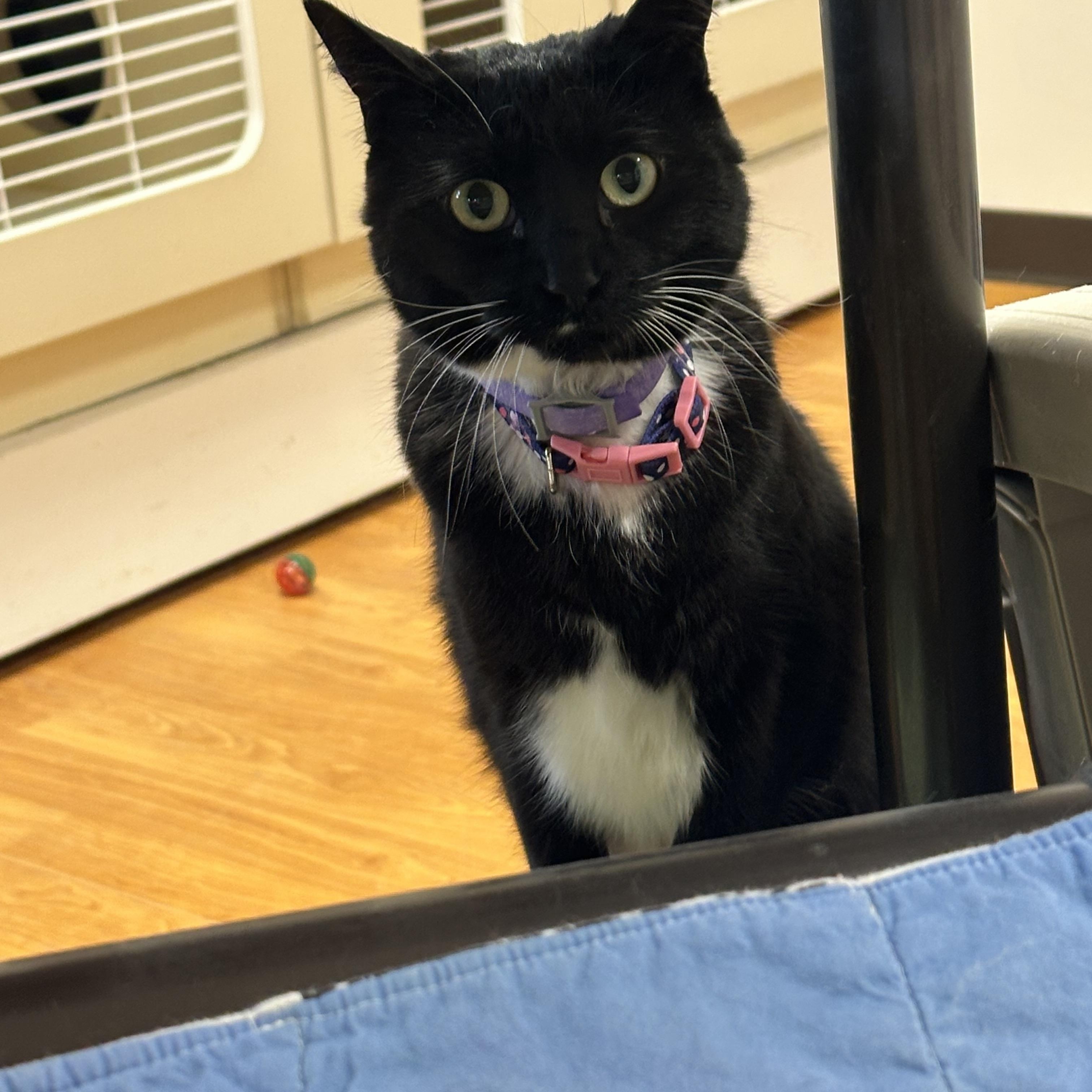 Enlarge Grumpy, a ADOPTABLE Domestic Short Hair in Mauston, WI image 1/1