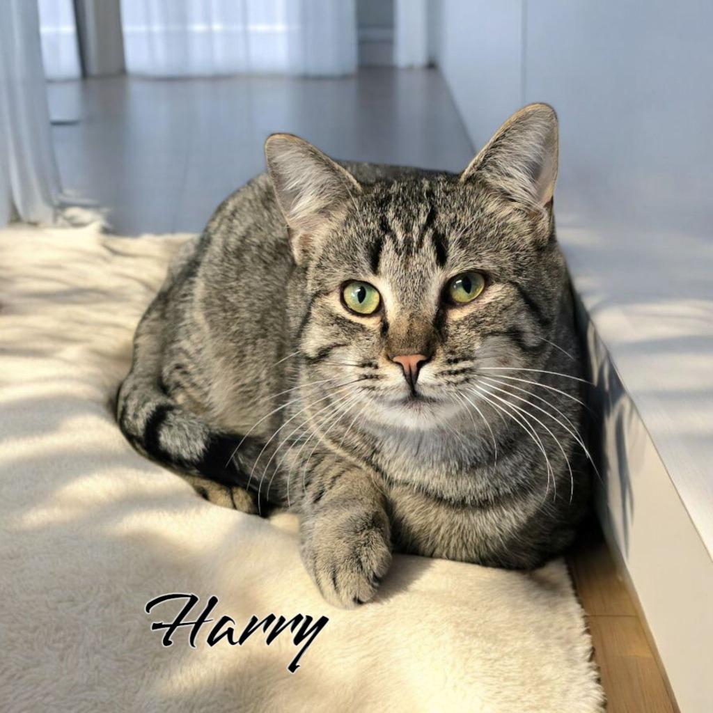 Enlarge Harry, a Adoptable mixed breed in Port Clinton, OH image 1/6