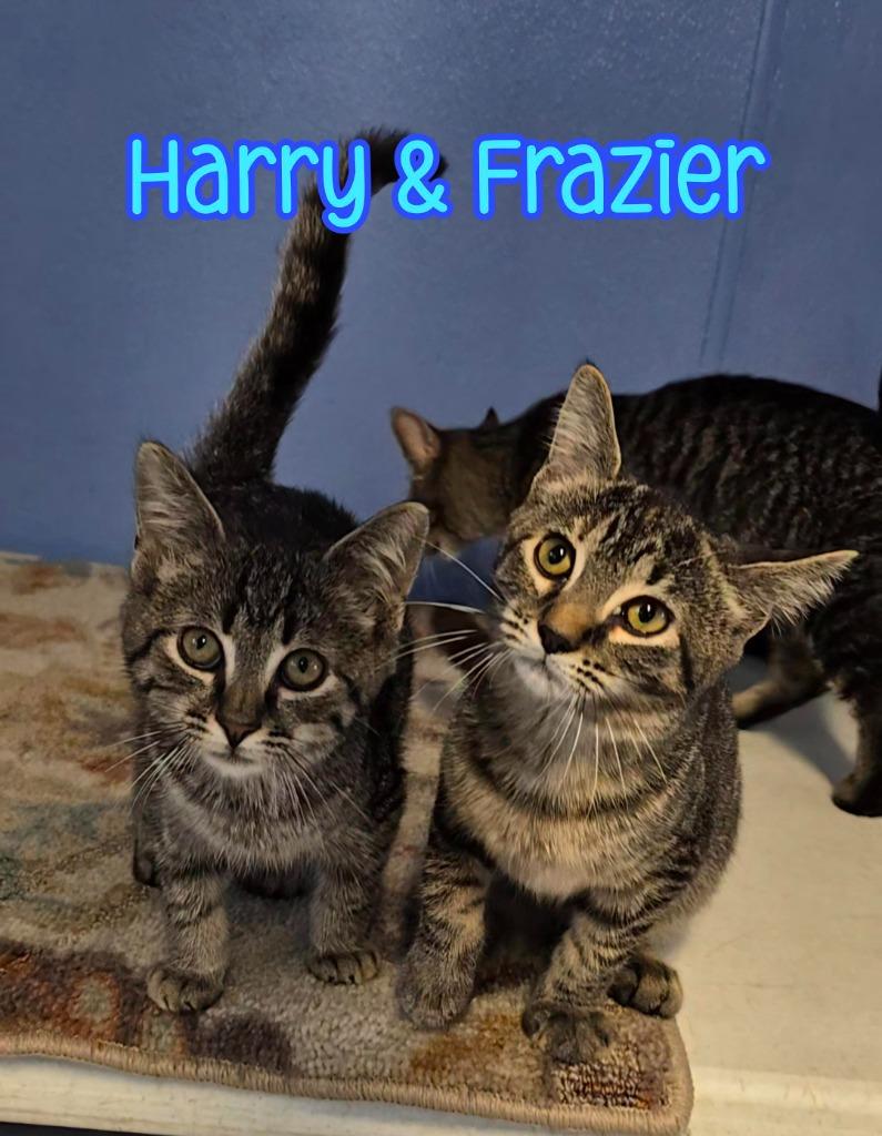 Enlarge Harry, a Adoptable mixed breed in Port Clinton, OH image 3/6