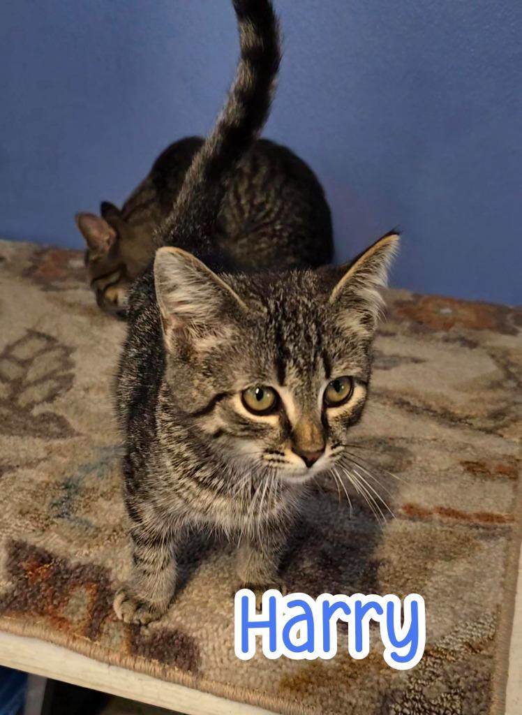 Enlarge Harry, a Adoptable mixed breed in Port Clinton, OH image 4/6