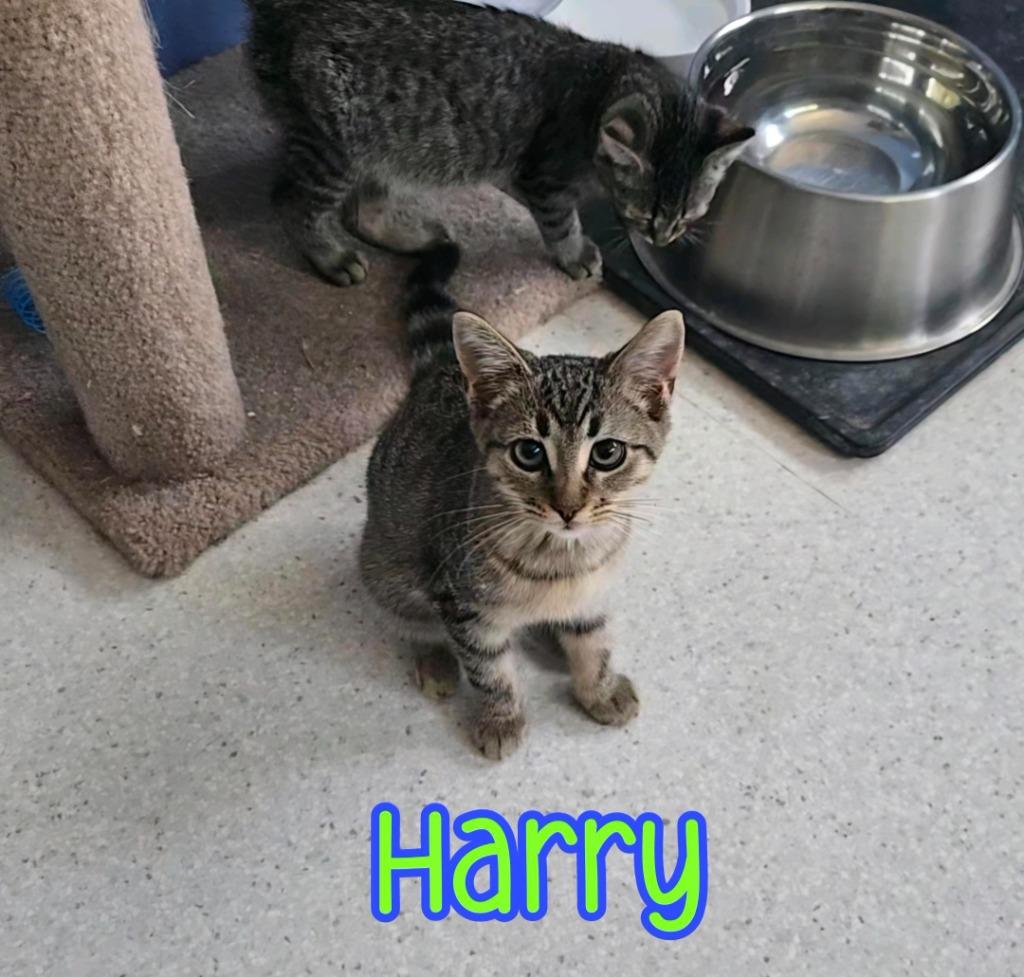 Enlarge Harry, a Adoptable mixed breed in Port Clinton, OH image 5/6