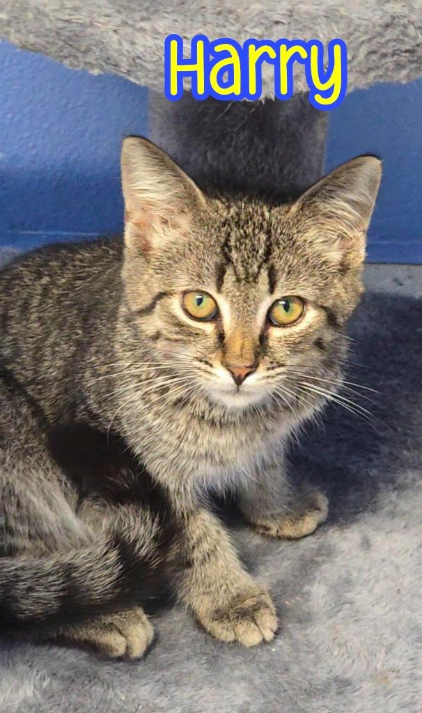 Enlarge Harry, a Adoptable mixed breed in Port Clinton, OH image 5/6