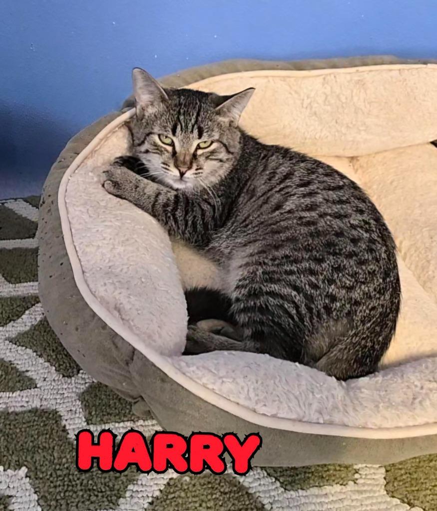Enlarge Harry, a Adoptable mixed breed in Port Clinton, OH image 6/6