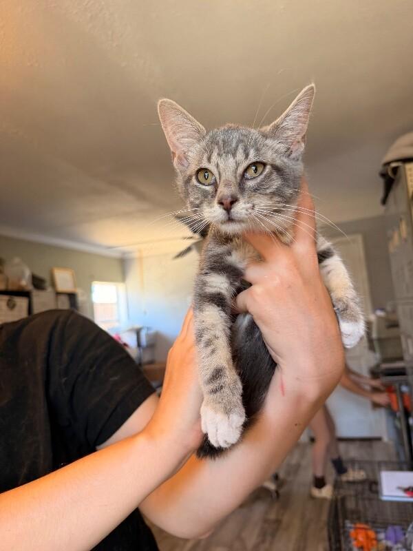 Oak, Adoptable, Young Male Tabby.