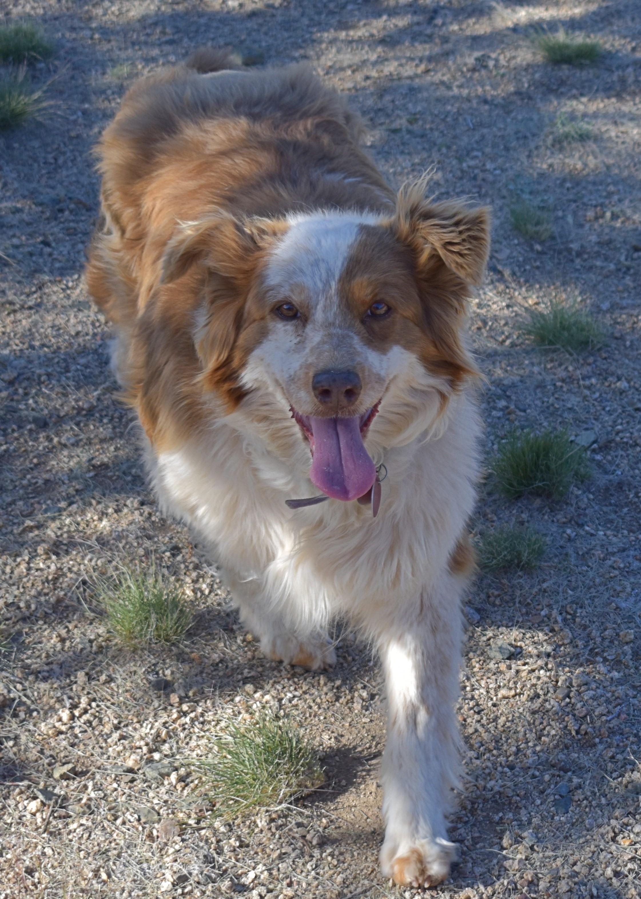 Mohe, an adoptable Australian Shepherd in Yarnell, AZ, 85362 | Photo Image 2