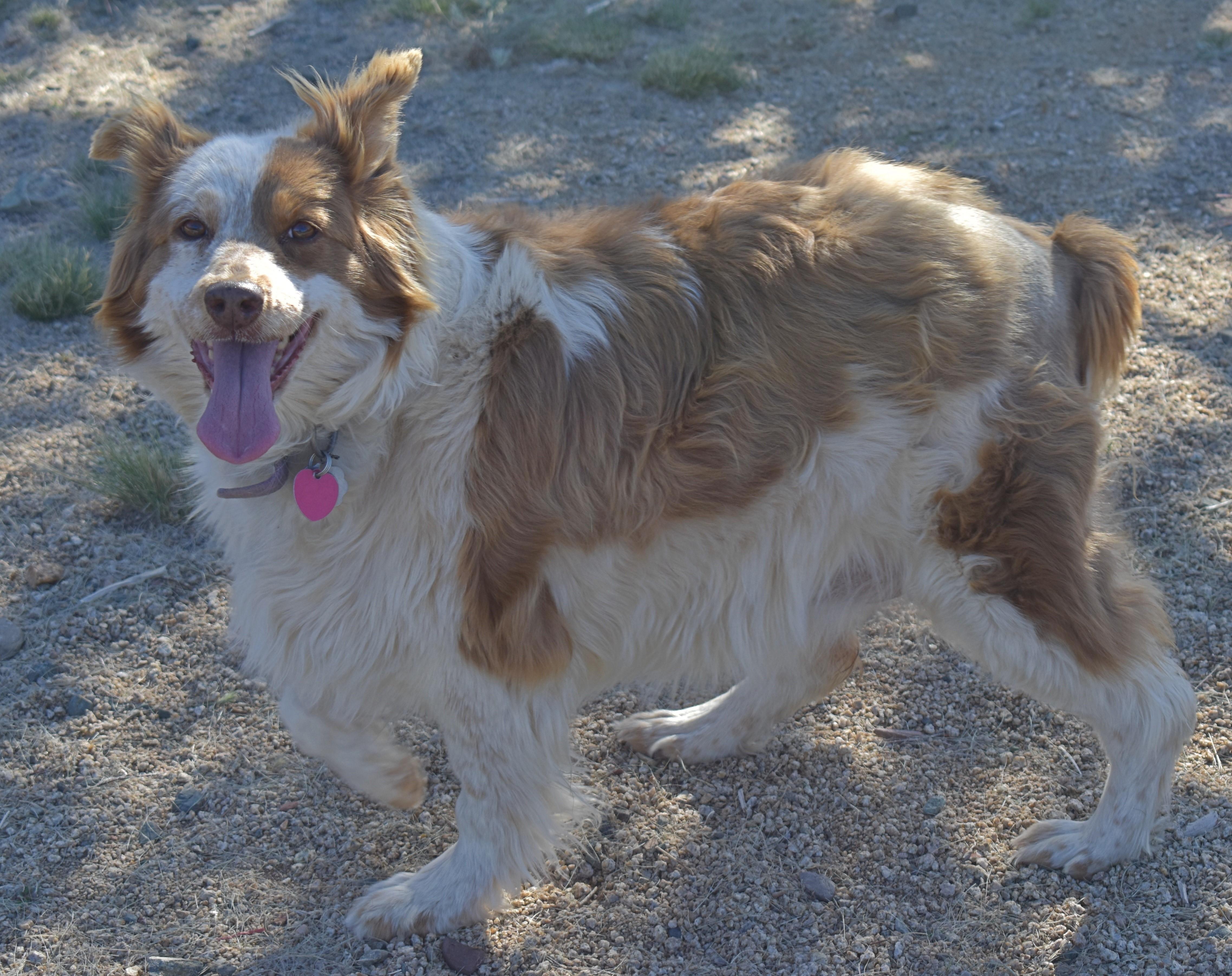 Mohe, an adoptable Australian Shepherd in Yarnell, AZ, 85362 | Photo Image 3