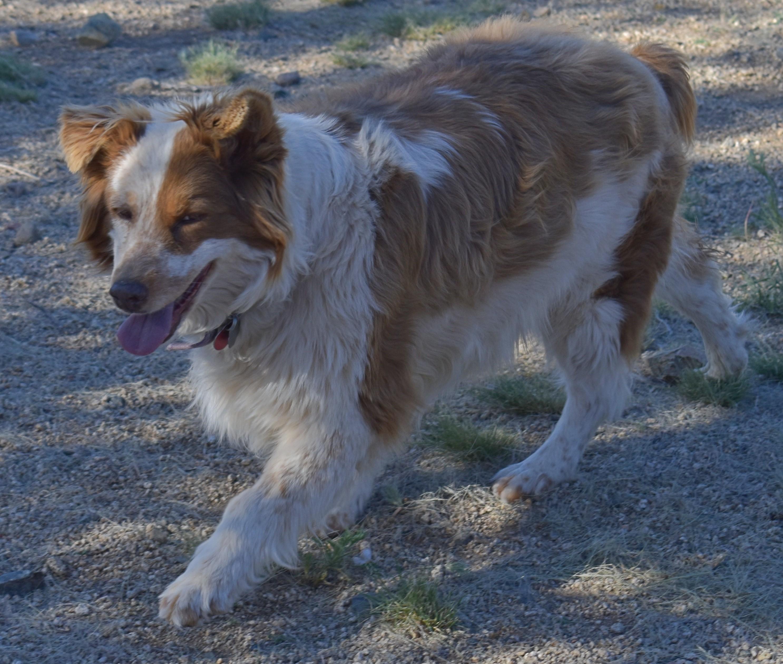 Mohe, an adoptable Australian Shepherd in Yarnell, AZ, 85362 | Photo Image 4