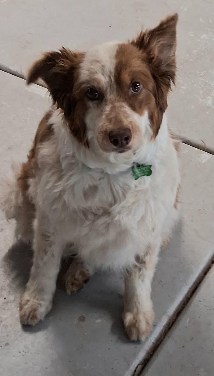 Mohe, an adoptable Australian Shepherd in Yarnell, AZ, 85362 | Photo Image 6