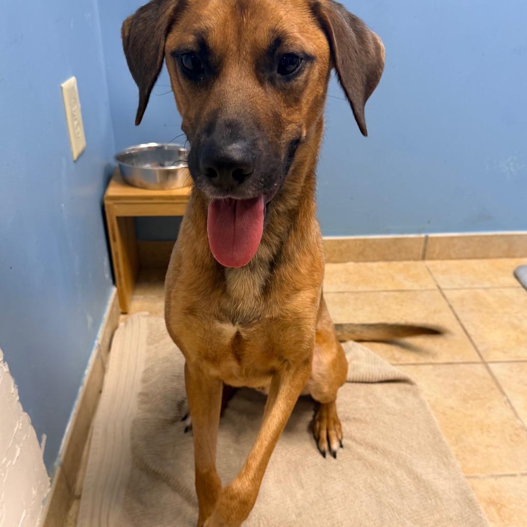Pixar, Adoptable, Adult Male Hound.