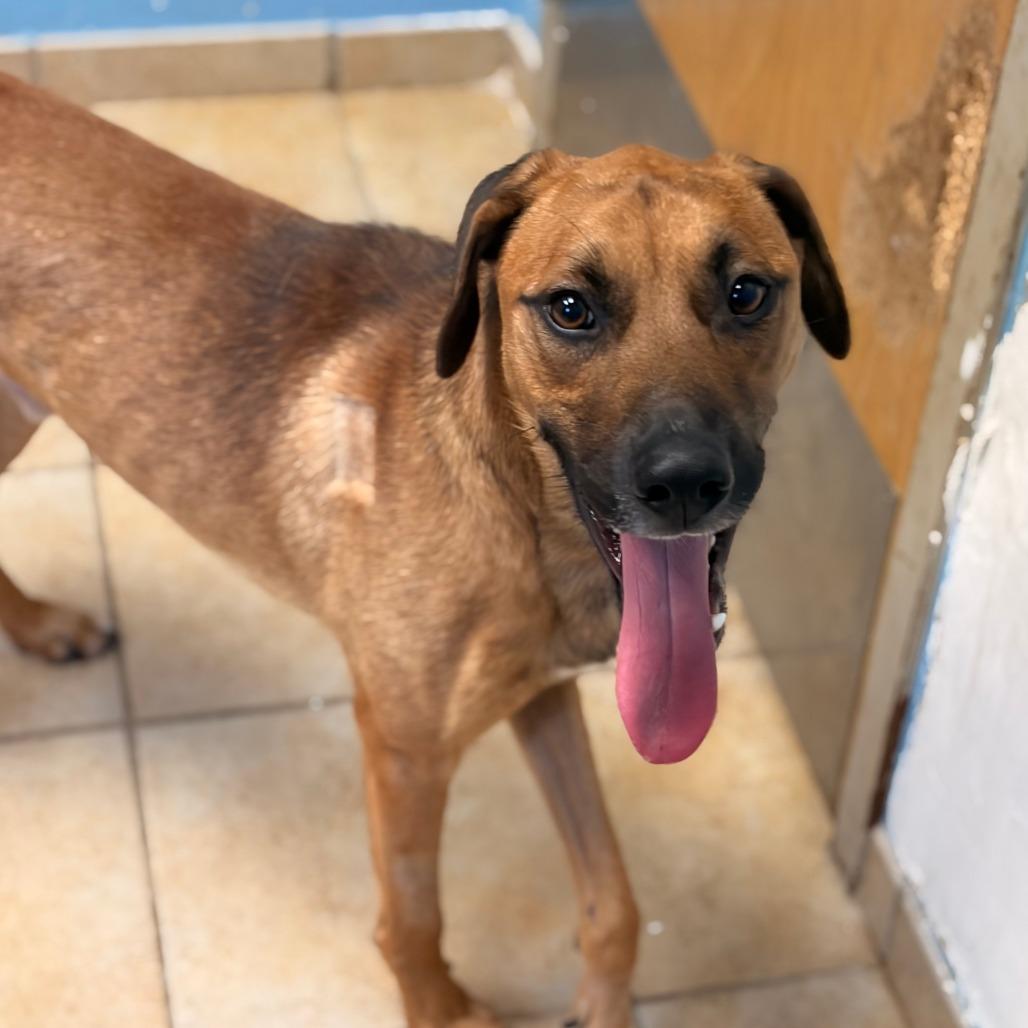 Enlarge Pixar, a Adoptable Hound in Columbus, GA image 2/2