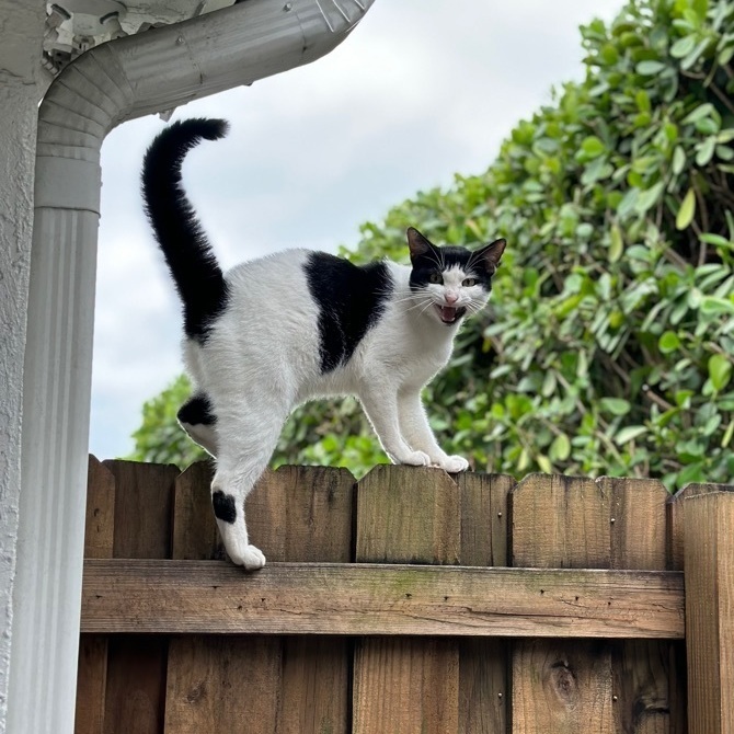 Dice, Adoptable, Adult Male Tuxedo.
