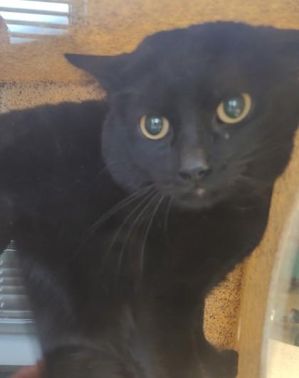 Enlarge Victor, a Adoptable mixed breed in Lafayette, IN image 1/2