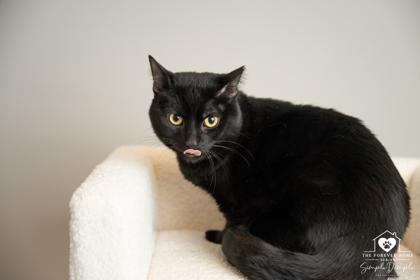 Enlarge Victor, a Adoptable mixed breed in Lafayette, IN image 2/2