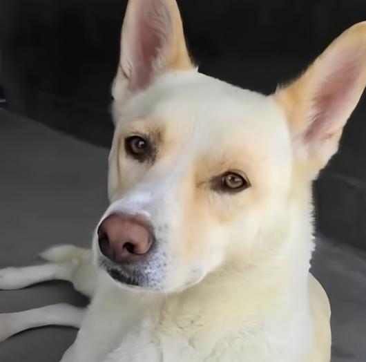Sunny, adopted, Young Female Siberian Husky.